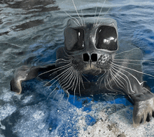 a seal is swimming in the water and looking up at the camera