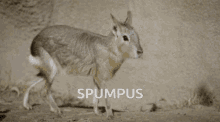 Spumpus GIF