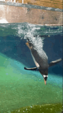 Pingouin Pairi Daiza GIF - Pingouin Pairi Daiza Water GIFs