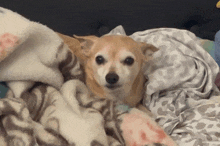 a small dog laying on a bed with a blanket on top of it