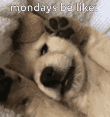 Mondays GIF - Mondays GIFs