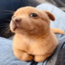 a small puppy is sitting on a blue blanket and looking up .