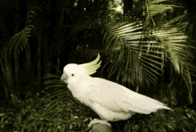 Cockatoo Bird GIF