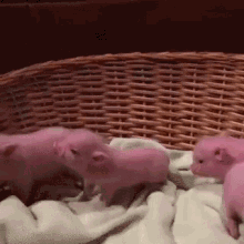 Piglets Pigs In A Blanket GIF - Piglets Pigs In A Blanket GIFs
