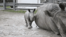 Just Like Mama GIF - Baby Rhinoceros Rolling Mud GIFs