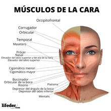 Musculos GIF