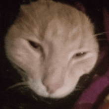 a close up of a cat 's face with a blurred background