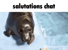 Seal Chat GIF - Seal Chat Discord GIFs