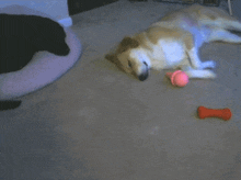 a dog laying on the floor next to a ball and a dumbbell