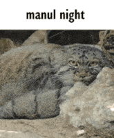Manul Manul Night GIF - Manul Manul Night Mn GIFs