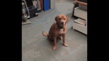 Fail Dog GIF - Fail Dog Pet GIFs