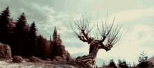 Tree Whomping Willow GIF - Tree Whomping Willow Harry Potter GIFs