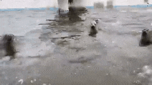 a group of polar bears are swimming in a body of water .