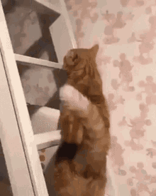 Cat Hops GIF - Cat Hops Ladder GIFs