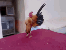 Rooster Chicken GIF - Rooster Chicken Cock GIFs