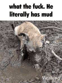 Dog Muddy GIF - Dog Muddy Muddy Dog GIFs