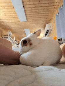 a white rabbit laying on someone 's lap with a white air conditioner in the background