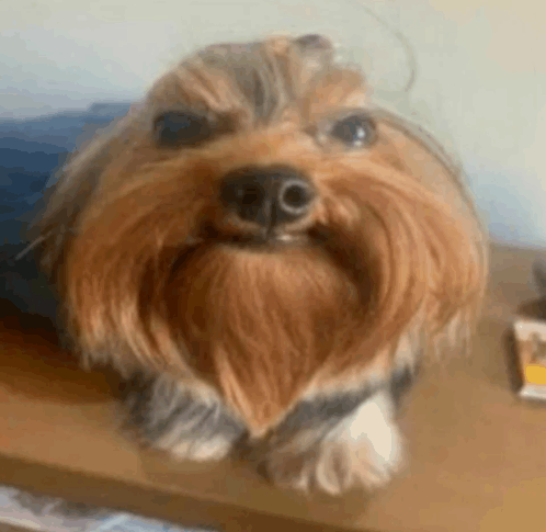 Yorkshire Cringe Feast Meme - Yorkshire cringe feast - Discover & Share GIFs