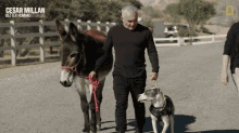 walking the dog cesar millan better human better dog going for a stroll walking with a dog and a donkey cesar millan