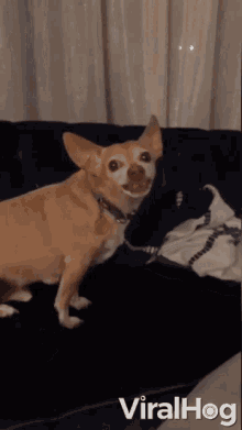 angry dog grr chihuahua snarl mad
