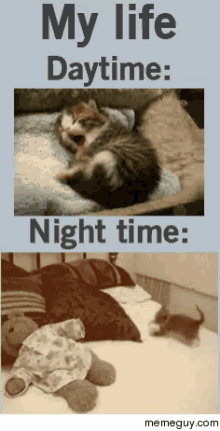 Kitten Nocturnal GIF - Kitten Nocturnal GIFs