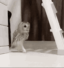 Owl Hiding GIF - Owl Hiding Cute GIFs