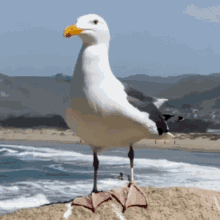 seagull angry crazy bird