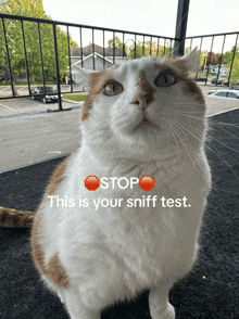Sniff Sniff Test GIF - Sniff Sniff Test Cat GIFs
