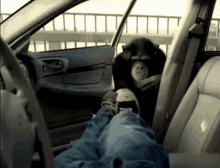 Monkey Car GIF - Monkey Car Attack GIFs