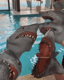 shark puppet swimming swim pool shark week