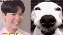 Leechaemin Chaemin Smiley Dog GIF - Leechaemin Chaemin Smiley Dog Mcleechaeminsmile GIFs