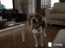 Beagle Barking GIF
