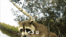 Raccoons Kissing Camera GIF - Raccoons Kissing Camera Raccoons Are Cool GIFs