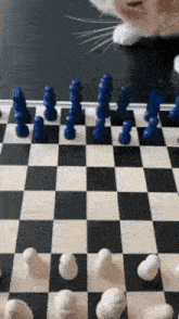 Chess Cat GIF - Chess Cat Checkmate GIFs