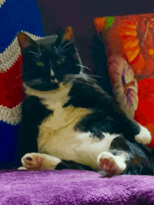 Fatcat Fatcatfunny GIF - Fatcat Fat Cat GIFs