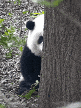 Huahuapanda Gautruc GIF - Huahuapanda Gautruc Panda GIFs