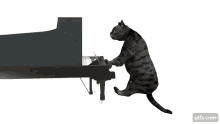 ptdr c koi ce chat piano cat silly