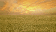 Long Grass Sunset GIF - Long Grass Sunset Happy GIFs