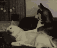Dog Husky GIF - Dog Husky Wake Up GIFs