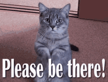 Cat Please Be There GIF - Cat Please Be There Begging GIFs