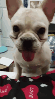 a french bulldog sticking its tongue out while sitting on a pillow that says love