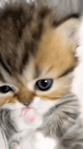 a kitten with blue eyes is looking at the camera