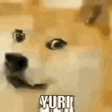 Doge Yuri GIF - Doge Yuri Grin GIFs