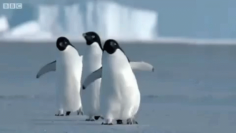 Penguins Walk GIF - Penguins Penguin Walk GIFs