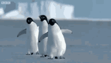 Penguins Walk GIF