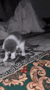 a gray and white cat standing on a rug with a greek key pattern