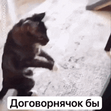 a black cat is standing on its hind legs on a rug .