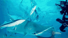 close encounter can sharks detect magnetic fields sixth sense sharkcano hammerhead shark