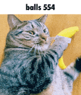 a cat is playing with a yellow toy and the text balls 555 is above it