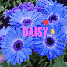Daisy Daisies GIF - Daisy Daisies Flowers GIFs